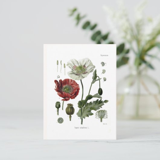 Opiumpapaver Briefkaart (Staand voorkant)