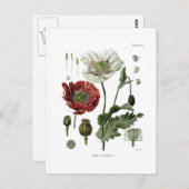 Opiumpapaver Briefkaart (Voorkant / Achterkant)