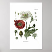 Opiumpapaver Poster (Voorkant)