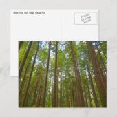 Opkijken naar Oud Groeibos Briefkaart (Voorkant / Achterkant)