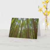 Opkijken naar Oud Groeibos Kaart (Gele Bloem)