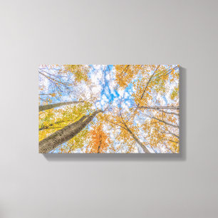 Opkijken vanaf de bosvloer Stretched Canvas Afdruk