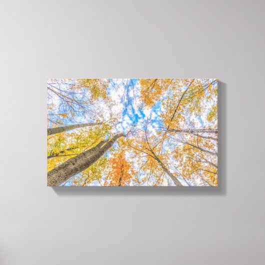 Opkijken vanaf de bosvloer Stretched Canvas Afdruk (Voorkant)