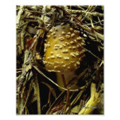 opkomende agriek foto afdruk (Voorkant)