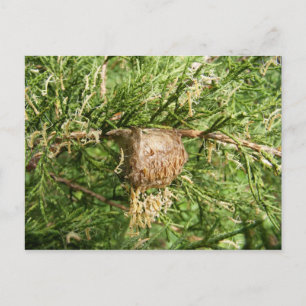 Opkomende antis ~ briefkaart