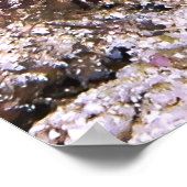 Opkomende garnaal van Mantis Poster (Hoek)