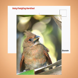 Opkomende Kardinaal Schattig Baby Vogel Natuurfoto Briefkaart