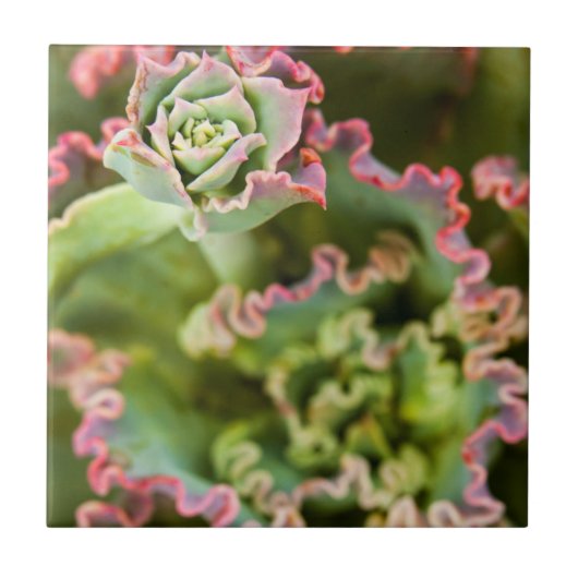 Opkomende knoop van een Echeveria-Plant Tegeltje (Voorkant)