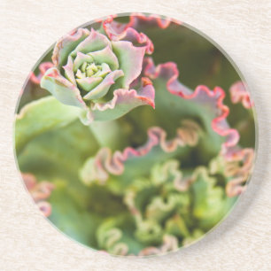 Opkomende knoop van een Echeveria-Plant Zandsteen Onderzetter