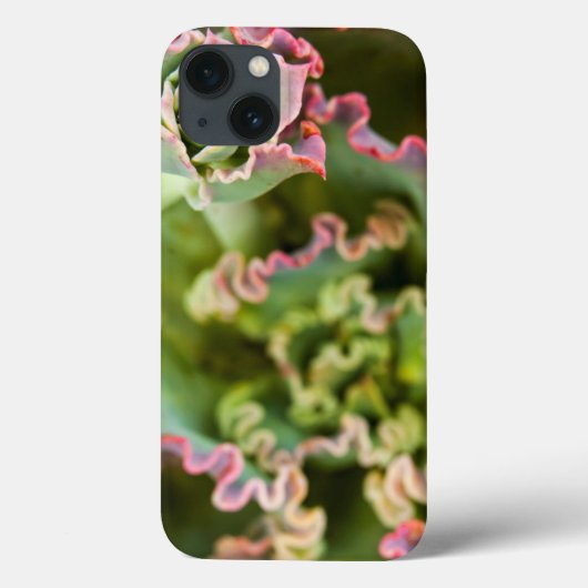Opkomende knop van een Echeveria Plant Case-Mate iPhone Case (Achterkant)