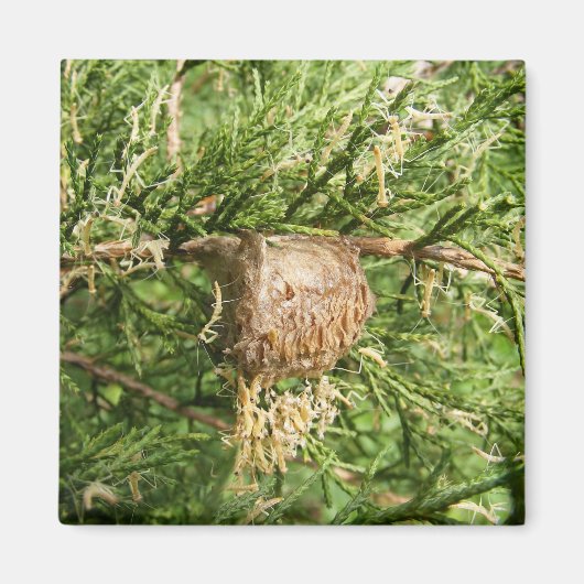 Opkomende Mantis ~ magneet (Voorkant)