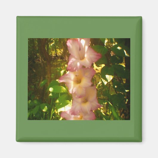 Opkomende Roze Bloem Bloeit Magneet (Voorkant)