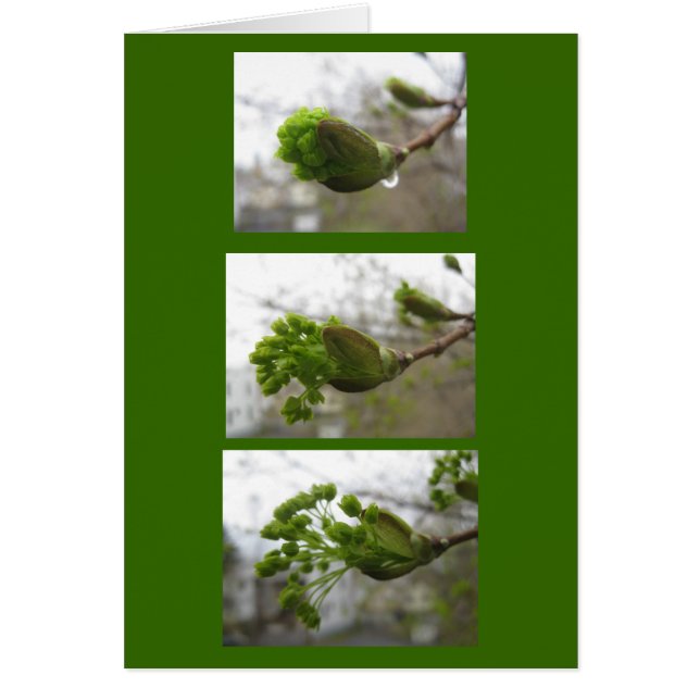 Opkomst voorjaar (Voorkant)