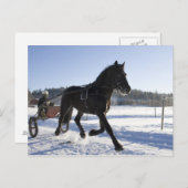 Opleiding van paarden in een wijnlandschap briefkaart (Voorkant / Achterkant)