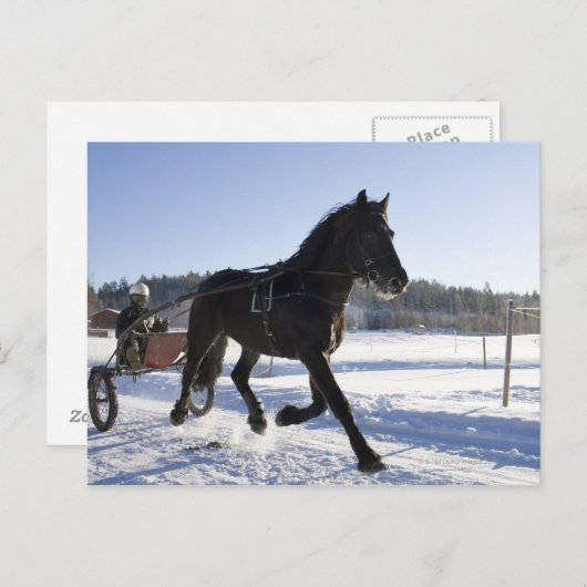 Opleiding van paarden in een wijnlandschap briefkaart (Voorkant / Achterkant)
