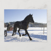 Opleiding van paarden in een wijnlandschap briefkaart (Voorkant)