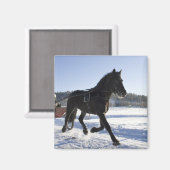 Opleiding van paarden in een wijnlandschap magneet (Voorkant / Achterkant)