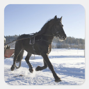 Opleiding van paarden in een wijnlandschap vierkante sticker