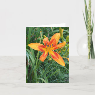 Opmerking Kaart Daylillies