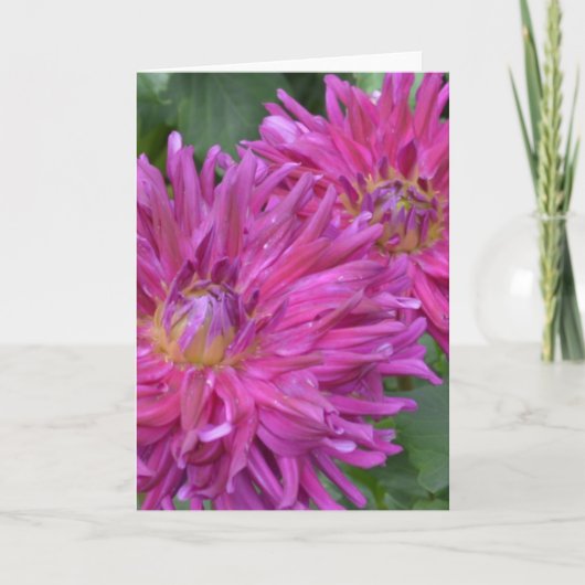 Opmerking: roze dahlias kaart (Voorkant)