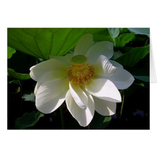 Opmerkingskaart met delicate witte Lotus Flower