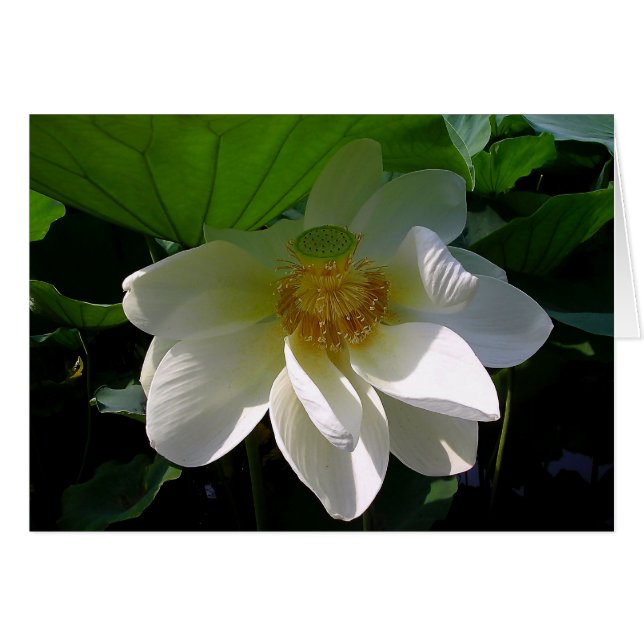 Opmerkingskaart met delicate witte Lotus Flower (Voorkant Horizontaal)