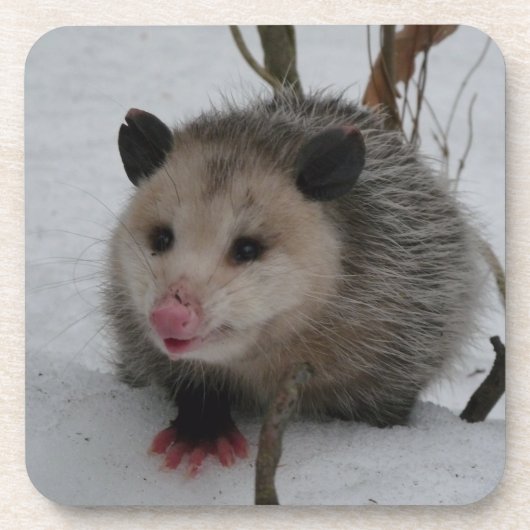 Opossum Bier Onderzetter (Voorkant)