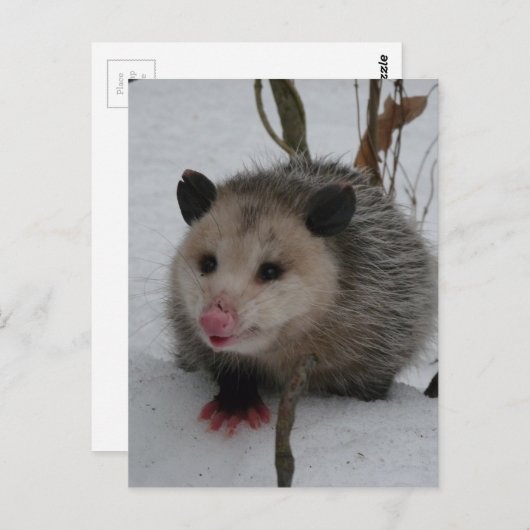 Opossum Briefkaart (Voorkant / Achterkant)