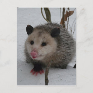 Opossum Briefkaart