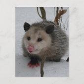 Opossum Briefkaart (Voorkant)