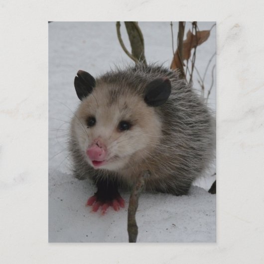 Opossum Briefkaart (Voorkant)