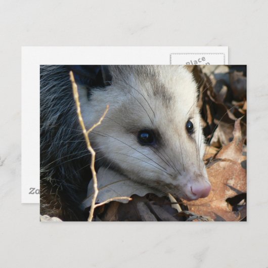 Opossum Briefkaart. Briefkaart (Voorkant / Achterkant)