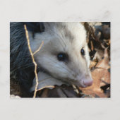 Opossum Briefkaart. Briefkaart (Voorkant)