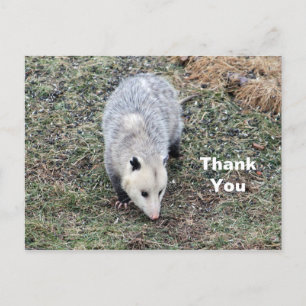 Opossum foto Dank u Briefkaart