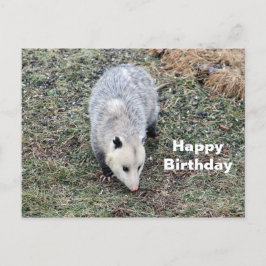 Opossum Foto Verjaardag Briefkaart