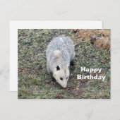 Opossum Foto Verjaardag Briefkaart (Voorkant / Achterkant)