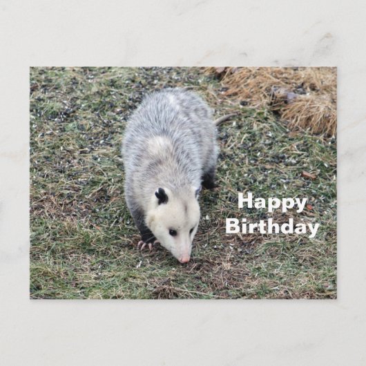 Opossum Foto Verjaardag Briefkaart (Voorkant)