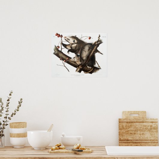  Opossum Illustratie Poster (Keuken)