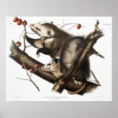  Opossum Illustratie Poster (Voorkant)