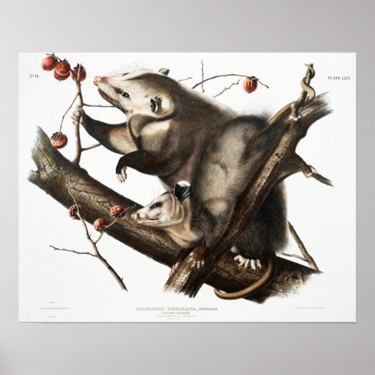 Opossum Illustratie Poster (Voorkant)
