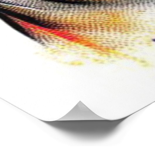 OPOSSUM IN DE GROTE STAD-6 POSTER (Hoek)