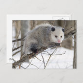 Opossum Love Briefkaart (Voorkant / Achterkant)