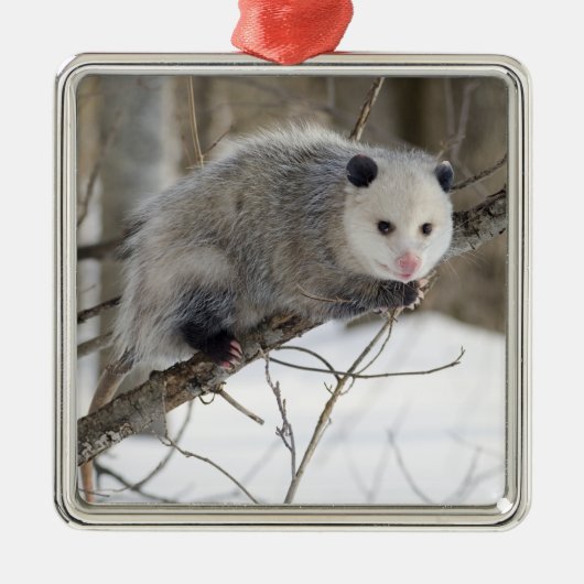 Opossum Love Metalen Ornament (Voorkant)