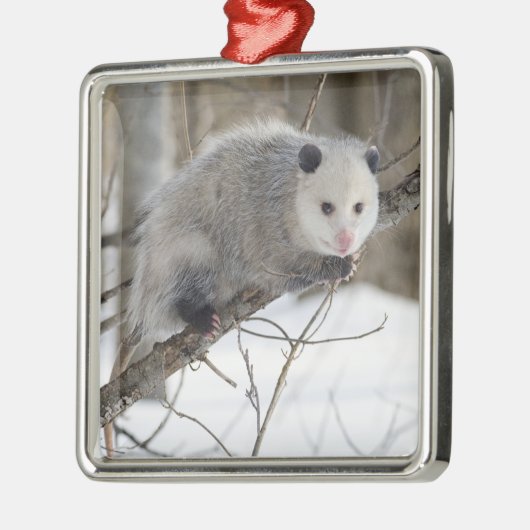 Opossum Love Metalen Ornament (Links)