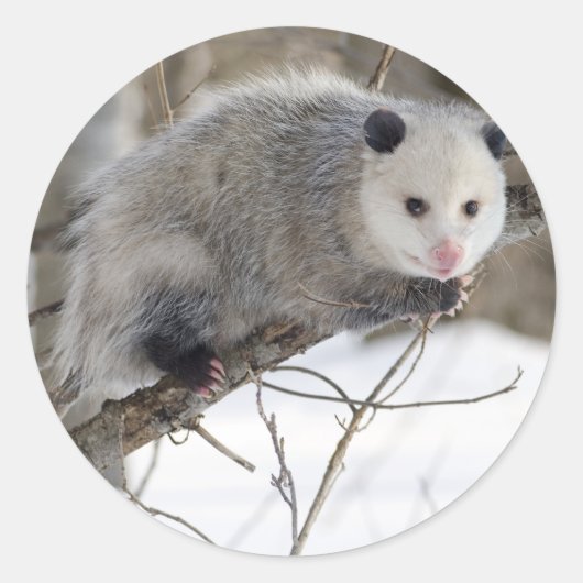 Opossum Love Ronde Sticker (Voorkant)