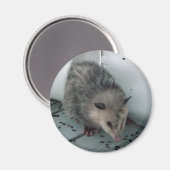 opossum magneet (Voorkant / Achterkant)