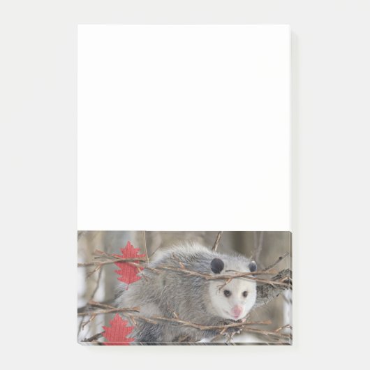 Opossum Natuur Notities Post-it® Notes (Voorkant)