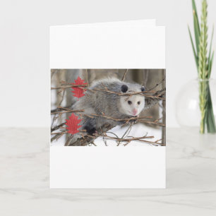 Opossum Natuur Wenskaart Feestdagen Kaart