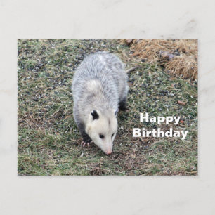 Opossum Photo Birthday Briefkaart