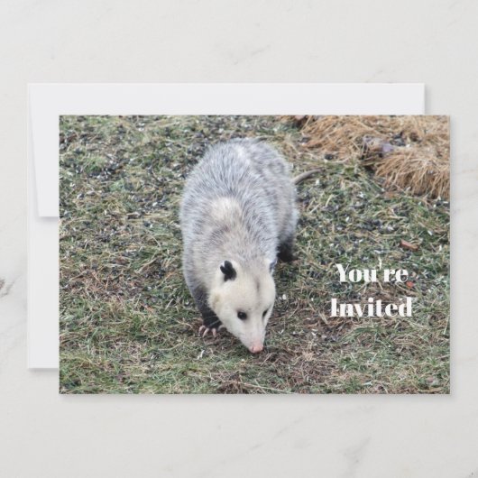 Opossum Photo Birthday Kaart (Voorkant)
